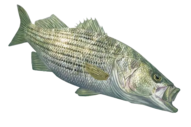 Fishing gear on dock